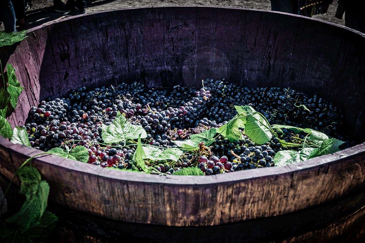 Areni Village, Areni Wine, Armenian Wine